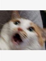 Image result for Cat Yelling Meme Template