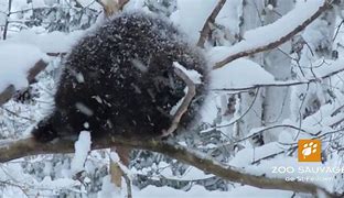 Image result for Porcupine in Snow Kazakhstan