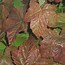 Image result for Rubus Buckingham Thornless