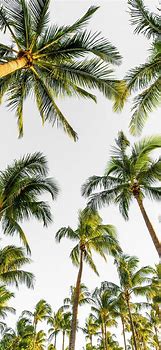 Image result for Lock Screen Wallpaper Palm Trees