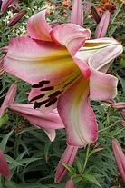 Image result for Lilium Beijing Moon