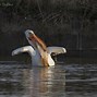 Image result for Pelican Scooping Fish