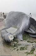 Image result for Blue Whale On Beach