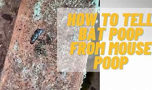Image result for Bat Droppings vs Mouse