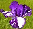 Image result for Bearded Iris Brilliant Idea