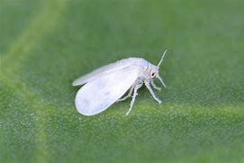Image result for Albina Insecta