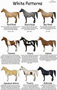 Image result for Quarter Horse Names