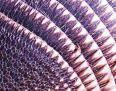 Image result for Armadillo Possum Heavy Armor