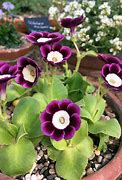 Image result for Primula auricula Mark