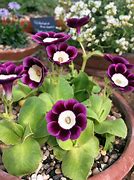 Image result for Primula auricula Hyacinth