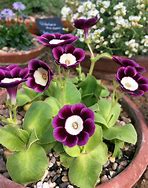 Image result for Primula auricula Clunie II