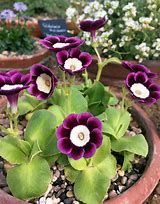 Primula auricula Old Smokey に対する画像結果