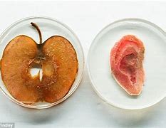Image result for Apple Slice Ear