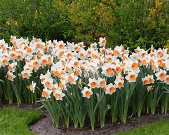 Image result for Narcissus Chromacolor
