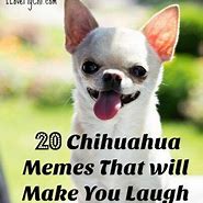 Image result for Chihuahua Memes Relatable