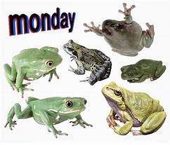 Image result for Monday Frog Meme