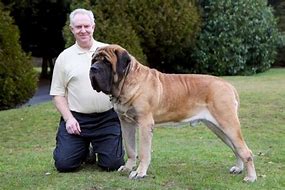 Image result for Mastiff Next to Person