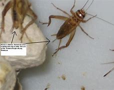 Image result for Lizard Food Crickets