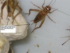 Image result for Crickets for Sale