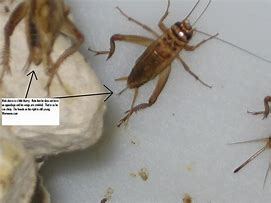 Image result for Where Can I Get Live Crickets
