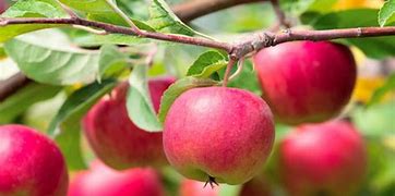 Image result for New York Apple Tree Background