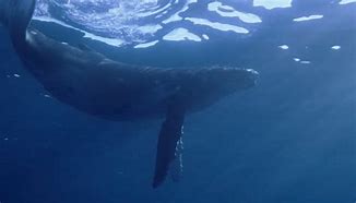 Image result for Apple TV Screensaver with Whale