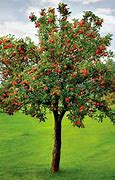 Image result for Malus domestica Gris Braibant