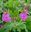 Image result for Geranium macrorrhizum Czakor