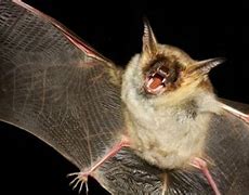 Image result for Fruit Bat Teeth