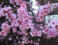 Image result for Prunus persica Champion