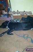 Image result for Funny My Day Is Dragging Image