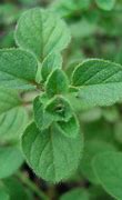 Image result for Zaatar Plant