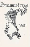 Image result for Lightning Whelk