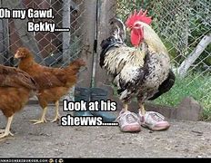 Image result for Crazy Chicken Meme