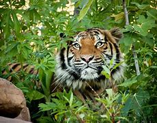 Image result for Malayan Tiger Endangered