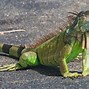 Image result for Invasive Lizards in Florida