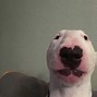 Image result for Dog with Funny Face Dank Meme
