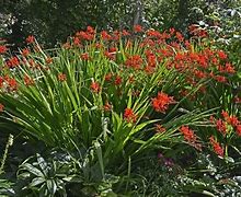 Résultat d’images pour Crocosmia kleinbloemig mix