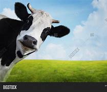 Image result for Cow Looking at You