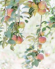 Image result for Pretty Autumn Apple Orchard