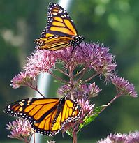 Image result for 2 Butterfly