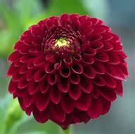 Dahlia Red Fox 的图像结果