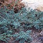 Image result for Podocarpus alpinus Blue Gem