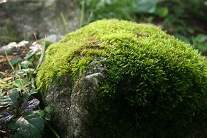 Image result for Types of Moss On Rocks