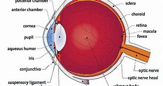 Image result for Retina of Human Eye