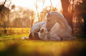 Image result for Horse and Dog Icon