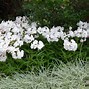 Image result for Phlox Minnie Pearl