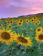 Image result for Pink Sunflower Field