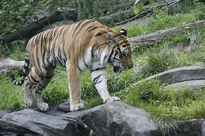 Image result for Bronx Zoo Tiger