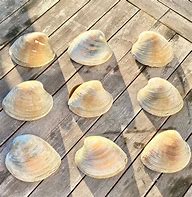 Image result for Quahog Shell